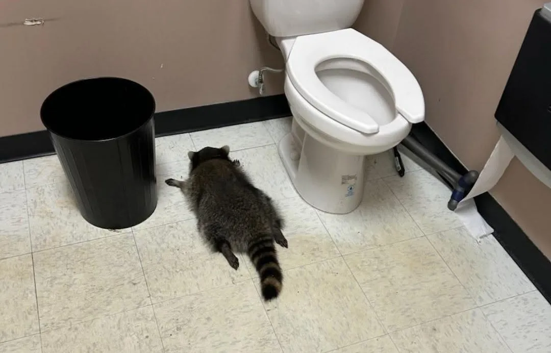 Raccoon goes on drunken rampage in Virginia liquor store and passes out on bathroom floor